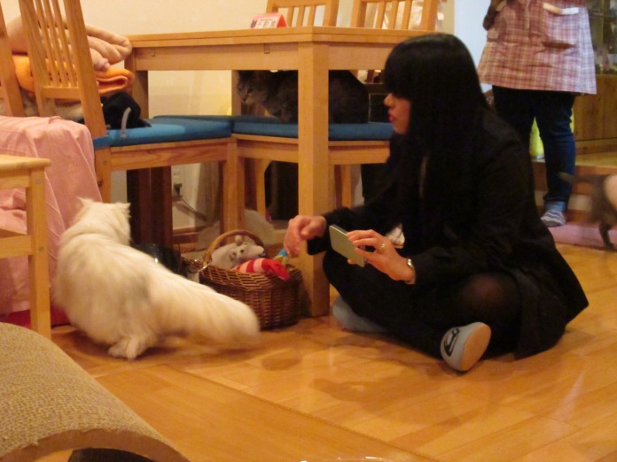 My sister, with the not-so-happy nekos of HapiNeko Cat Cafe in Shibuya (maybe they are not in the mood to play with us :( )